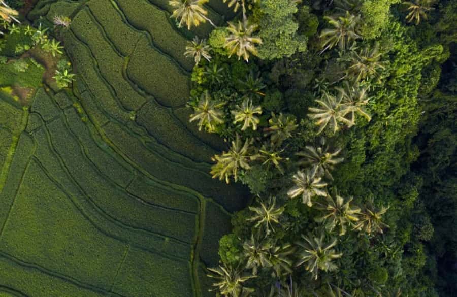 Bali Water: Sustainable Spring Water Startup To Restore Bali’s Indigenous Forest’s To Launch Plant-Based Bottle