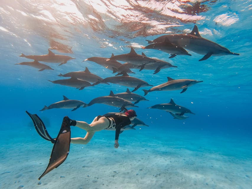 Wacthing  Dolphins, Swimming And  Snorkeling Tour  With Private Boat 